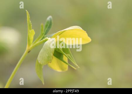 Gros plan fleur jaune en fleurs ranunculaceae helleborus Lilldus Banque D'Images