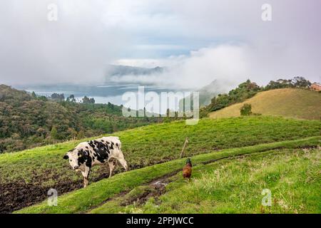 vaches sur un pré dans un beau paysage Banque D'Images