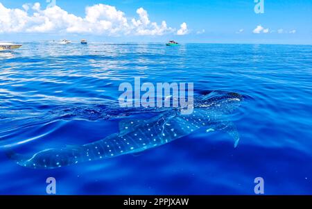 Énorme requin baleine nage sur la surface de l'eau Cancun Mexique. Banque D'Images