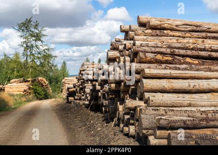 Grande pile de bois de pin de bois empilé près de la route de terre campagne contre le ciel bleu et la forêt. Scierie industrie de coupe de bois. Illégal Banque D'Images