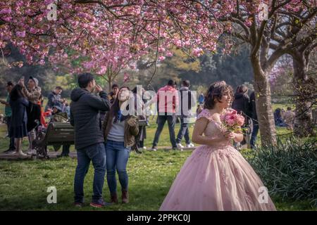 Londres, Royaume-Uni. 24th avril 2023. Météo au Royaume-Uni : les visiteurs apprécient les cerisiers en fleurs récemment dynamiques de Greenwich Park pendant un lundi après-midi ensoleillé. Credit: Guy Corbishley/Alamy Live News Banque D'Images