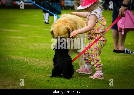 Des chiens curieux et une petite fille avec une casquette rose se rencontrent dans le parc à Aberdeen Écosse Banque D'Images