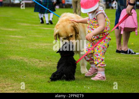 Des chiens curieux et une petite fille avec une casquette rose se rencontrent dans le parc à Aberdeen Écosse Banque D'Images