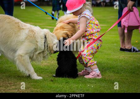 Des chiens curieux et une petite fille avec une casquette rose se rencontrent dans le parc à Aberdeen Écosse Banque D'Images