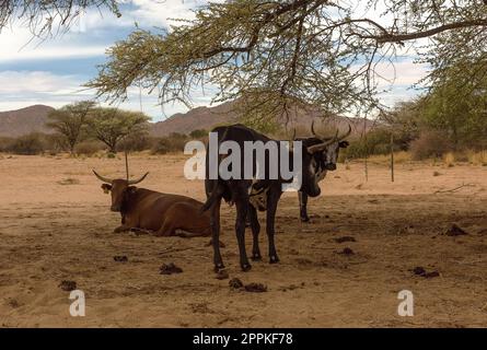 Le bétail de longhorn africain dans une enceinte sur une ferme en Namibie Banque D'Images