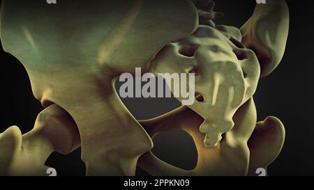 Colonne vertébrale du corps humain Banque D'Images