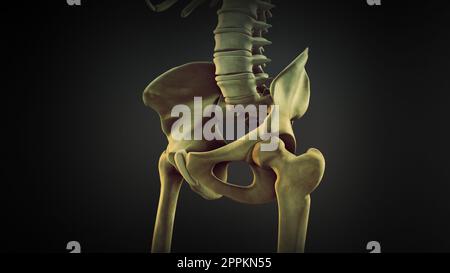 L'os de la hanche ou l'os du coxal Banque D'Images