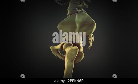 L'os de la hanche ou l'os du coxal Banque D'Images