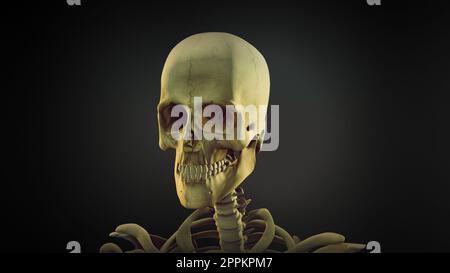 Arrière-plan de l'animation anatomique du crâne humain Banque D'Images