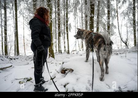 Akita inu chien avec fourrure grise et orange grimpe sur un rocher dans la forêt pendant l'hiver avec beaucoup de neige, maître femelle avec des cheveux frisés bruns se tient à côté du chien Banque D'Images