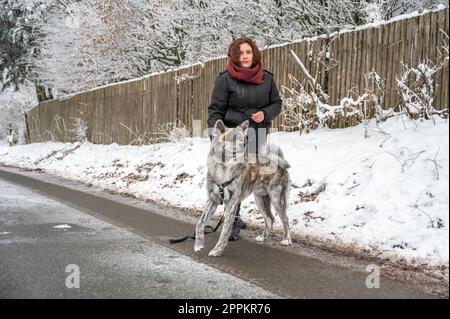 Jeune femme aux cheveux bruns sur une route gelée avec son chien akita inu de couleur grise, regardant l'appareil photo pendant l'hiver avec beaucoup de neige Banque D'Images