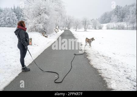 Jeune femme aux cheveux bruns bouclés promène son chien akita inu dans la neige en hiver, debout sur une route avec un beau paysage hivernal et des arbres en arrière-plan Banque D'Images