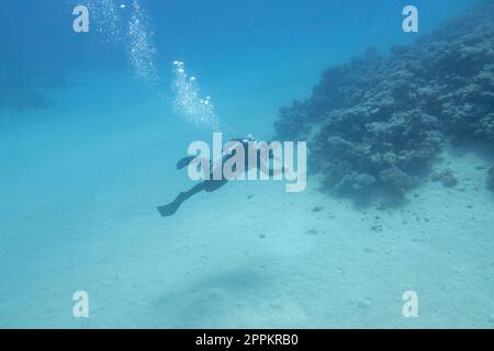 Plongée autonome avec l'équipement au-dessus du récif de corail sur le fond sablonneux de la mer tropicale, paysage sous-marin Banque D'Images