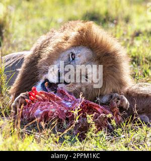 Le lion masculin jeune adulte, panthera leo, se nourrit d'une nouvelle mort à Masai Mara, Kenya Banque D'Images