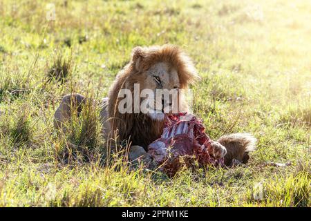 Le lion masculin jeune adulte, panthera leo, se nourrit d'une nouvelle mort à Masai Mara, Kenya Banque D'Images