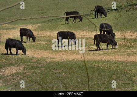 Le bétail se broue dans une ferme à Abingdon, en Virginie. Banque D'Images