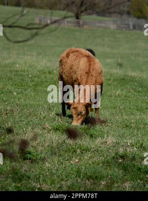 Le bétail se broue dans une ferme à Abingdon, en Virginie. Banque D'Images