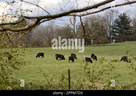 Le bétail se broue dans une ferme à Abingdon, en Virginie. Banque D'Images