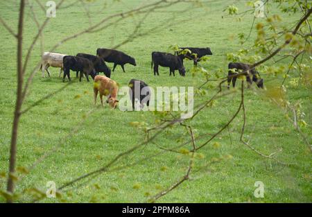 Le bétail se broue dans une ferme à Abingdon, en Virginie. Banque D'Images