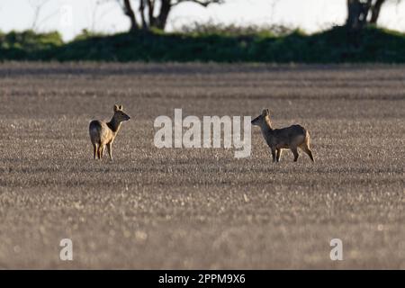 Cerfs aquatiques chinois mâles et femelles -Hydropotes inermis. Banque D'Images