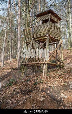 Stand de cerf en bois dans les bois, debout sur une colline, vue à angle bas, forêt en arrière-plan, plan vertical Banque D'Images