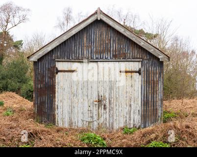 Hangar de garage en panneaux ondulés rouillés, avec de vieilles portes en bois blanc, entouré de végétation surcultivée. Suffolk. ROYAUME-UNI Banque D'Images