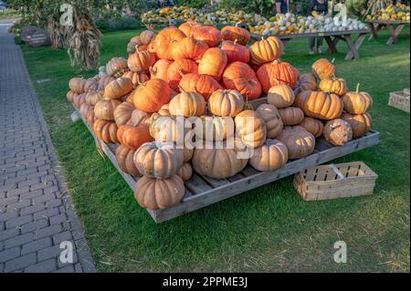 Grande citrouille d'orange empilée sur une planche de bois, à l'extérieur dans une ferme à vendre pendant la saison de récolte en octobre, action de grâce, Halloween Banque D'Images