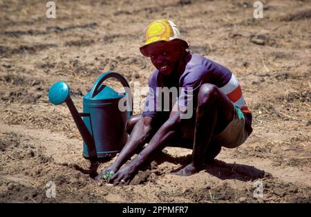 Sénégal Un garçon plantant des plants de tomate avec un arrosoir à portée de main Banque D'Images
