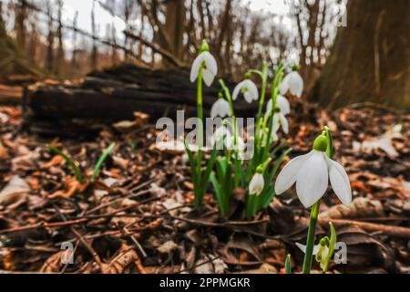 petits gouttes de neige dans le sol de la forêt au printemps Banque D'Images