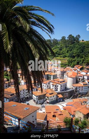 Village de pêcheurs de Cudillero et palmier, Asturies, Espagne Banque D'Images