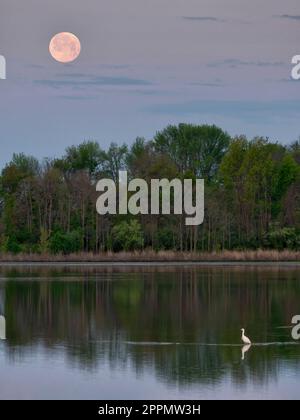 Lune au-dessus de la réserve naturelle nationale de Bombay Hook Banque D'Images