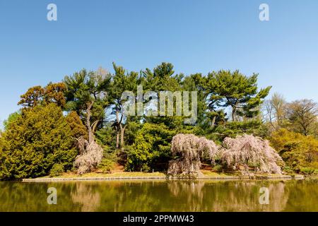 Japanese Hill-and-Pond Garden, Brooklyn Botanical Gardens, Brooklyn, New York, États-Unis Banque D'Images