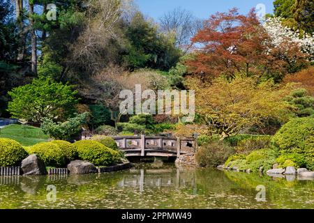 Japanese Hill-and-Pond Garden, Brooklyn Botanical Gardens, Brooklyn, New York, États-Unis Banque D'Images