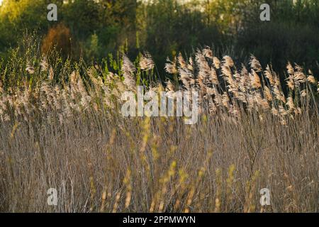 Plantes de roseau séchées plante de terre humide sur le vent fond Banque D'Images