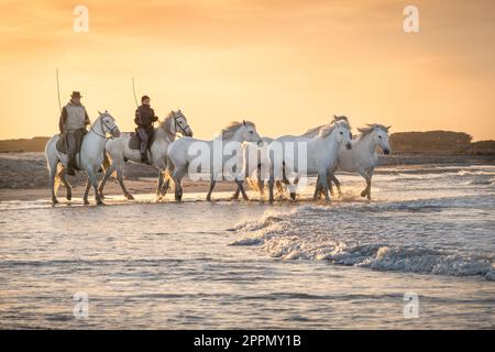 Chevaux blancs en Camargue, France. Banque D'Images
