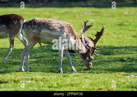 Cerfs mâles mangeant de l'herbe tout en étant entouré de femelles deers Banque D'Images