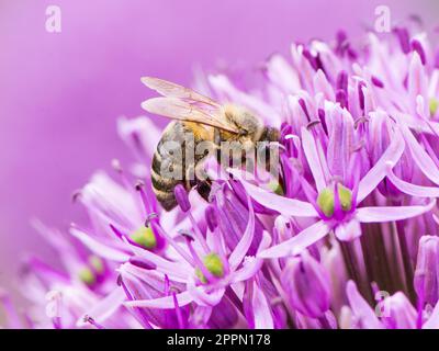 Abeille collectant le pollen sur une fleur d'oignon géant violet (Allium giganteum) Banque D'Images