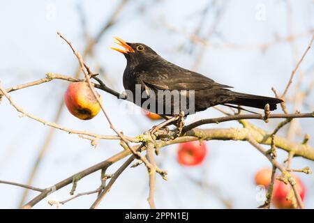 Commonb blackbird assis dans un pommier Banque D'Images