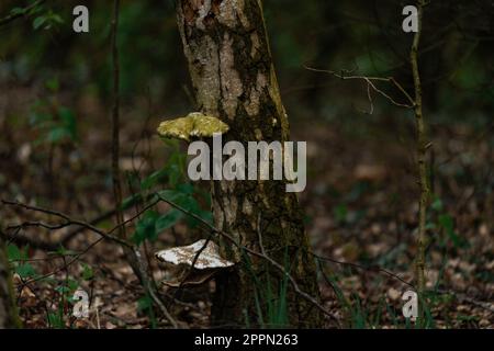 Deux champignons sur un arbre Banque D'Images