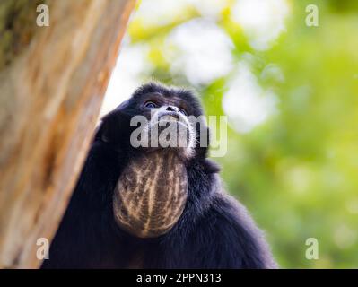 Portrait d'un singe gibbon siamang (Symphalange syndactylus) Banque D'Images