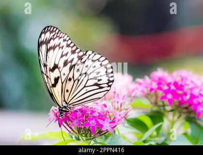 Macro d'un grand arbre papillon leucone nymphe (idée) sur une fleur fleur Banque D'Images