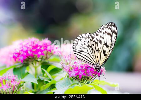 Macro d'un grand arbre papillon leucone nymphe (idée) sur une fleur fleur Banque D'Images