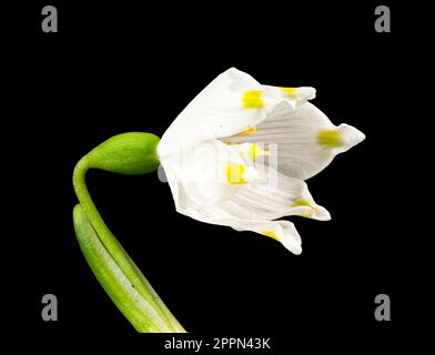 Macro d'une fleur de flocon de neige de printemps (Leucojum vernum) isolée sur le noir Banque D'Images