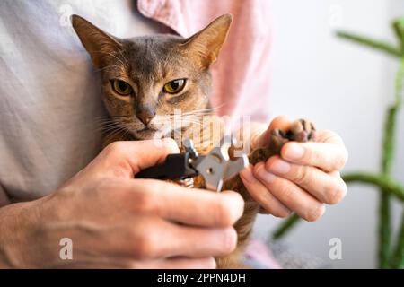 Pinces bleu Abyssinian pour chats. Homme dans une chemise rose et un t-shirt blanc à l'aide de ciseaux, tond les ongles de son chat à la maison. Concept de soins de santé pour animaux de compagnie et l Banque D'Images