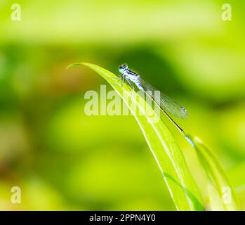 Macro d'une bluetail libellule sur une feuille verte Banque D'Images