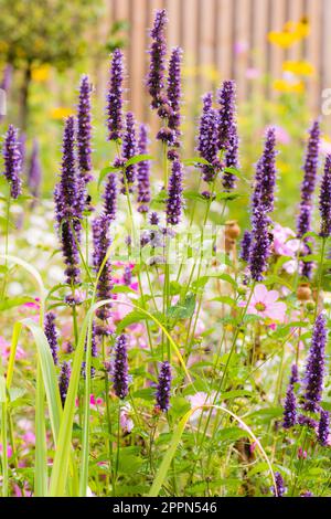 Parterre de fleurs d'été avec divers - focus sélectif avec shalllow profondeur de champ Banque D'Images