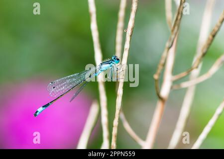 Macro d'une bluetail libellule sur une branche Banque D'Images