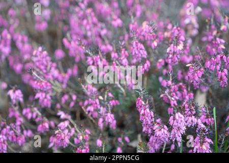 Fleurs roses et violettes de Calluna vulgaris, chiné commun, lingue, ou simplement chiné gros plan. Banque D'Images