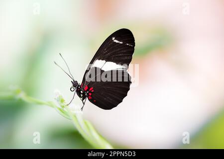 Macro d'une vigne-Passion Tropical butterfly Banque D'Images