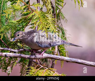 Vue rapprochée de la colombe en deuil perchée sur une branche de cèdre avec un fond brun clair dans son environnement et son habitat environnant. Photo Dove Banque D'Images